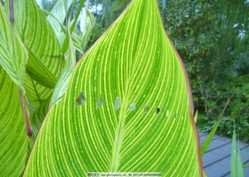 初中叶子手工制作大全