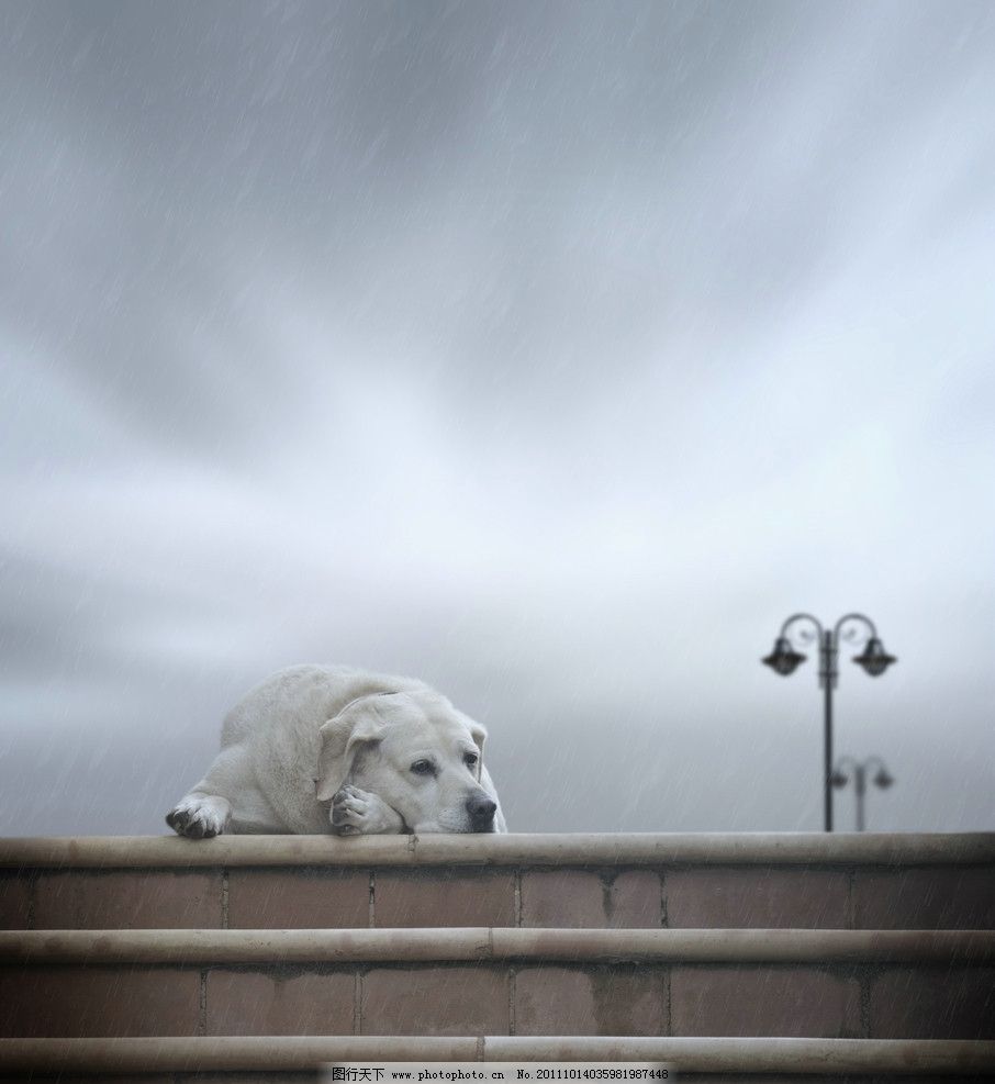 淋雨的狗狗 可怜的狗狗 下雨天 雨天 狗狗 小狗狗 可爱的小狗 小狗 狗 宠物狗 酷狗 各种狗 动物 宠物 动物世界 高清图片 高清动物 高清小狗 家禽家畜 生物世界 摄影 金毛 可爱狗狗 300DPI JPG