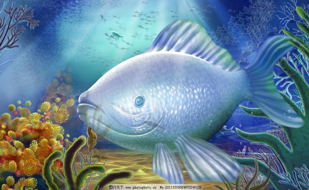 海底世界 珊瑚 海洋 鱼 海星 各种珊瑚礁 海藻 墨鱼 群鱼 水泡泡 动植图片