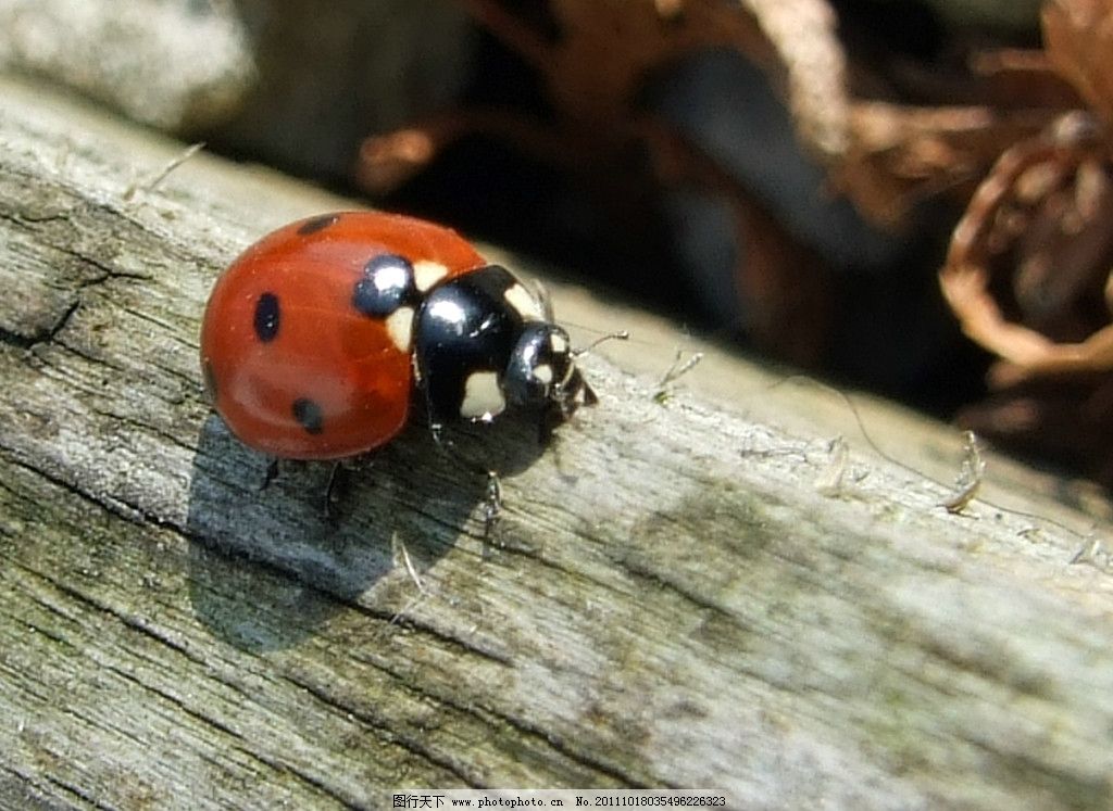 梦见瓢虫,探索梦境背后的深层含义 梦见瓢虫,探索梦境背后的深层含义