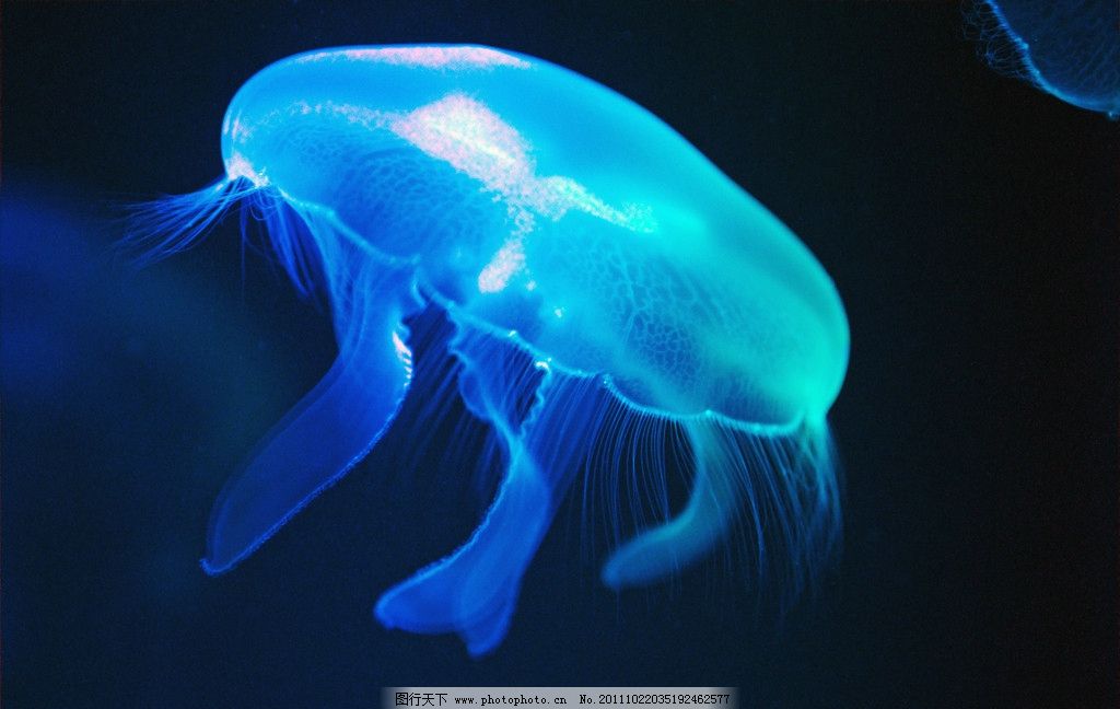 水母 海洋世界 海底世界 海蜇 海洋 水族馆 海洋生物 生物世界 摄影_皮皮网 水母 海洋世界 海底世界 海蜇 海洋 水族馆 海洋生物 生物世界 摄影