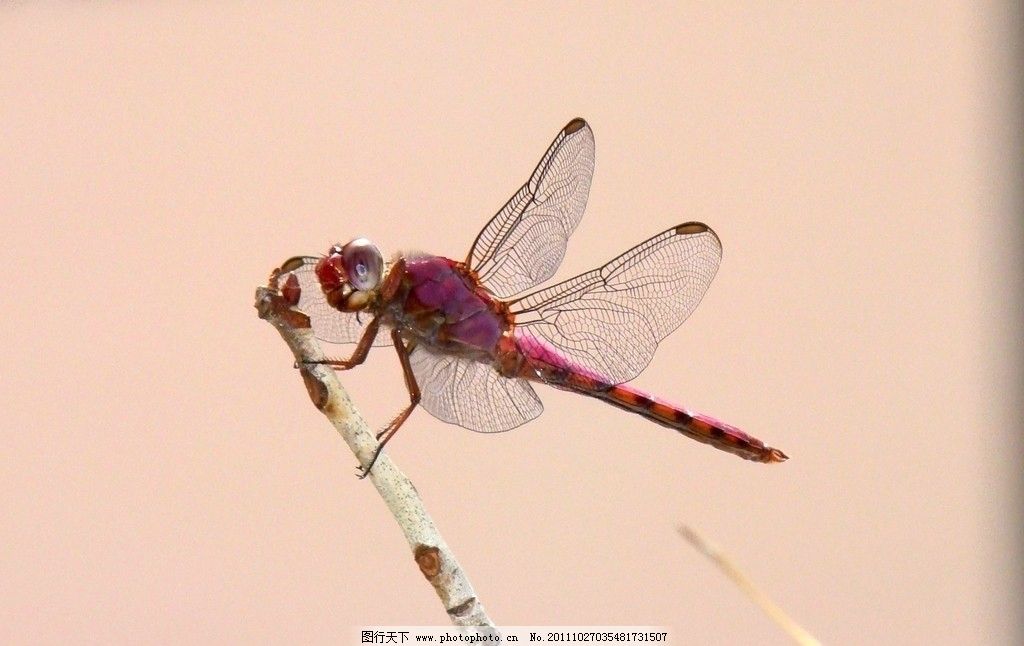蜻蜓 动物图片 昆虫摄影 昆虫图片 蜻蜓素材 蜻蜓图片 蜻蜓图集 昆虫