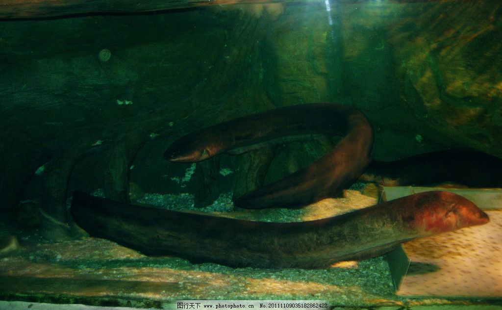 海洋馆的鱼 海洋馆 观赏鱼 游泳 彩色 鱼缸 海底景色 海洋生物 生物图片