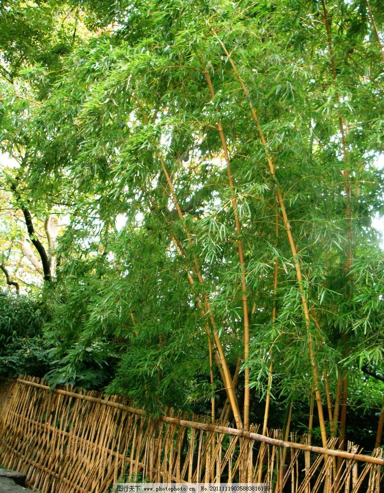 竹林 竹竿 绿叶 竹篱笆 树木树叶 生物世界 摄影 72dpi jpg图片