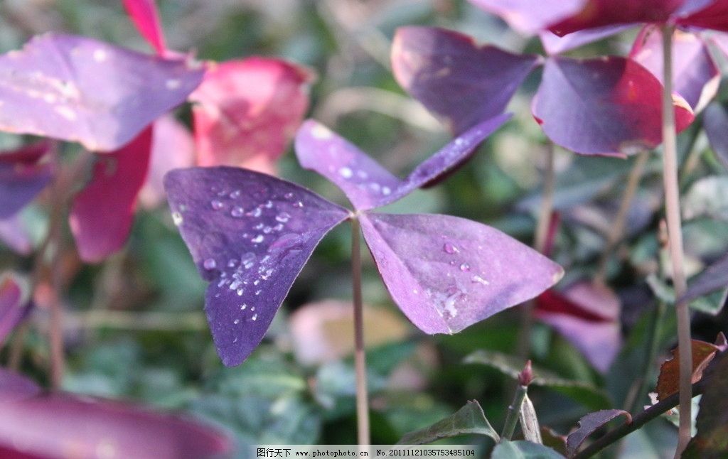 叶子 紫色 三叶草 摄影