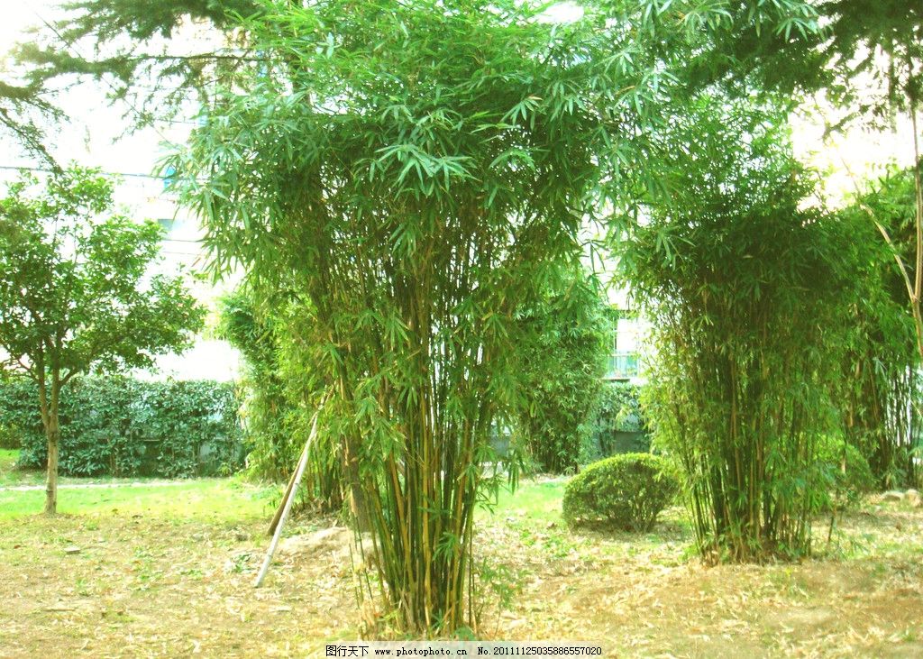 竹子 胡承林-下一个上一个 竹子图片模板下载