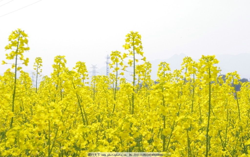 油菜花图片图片