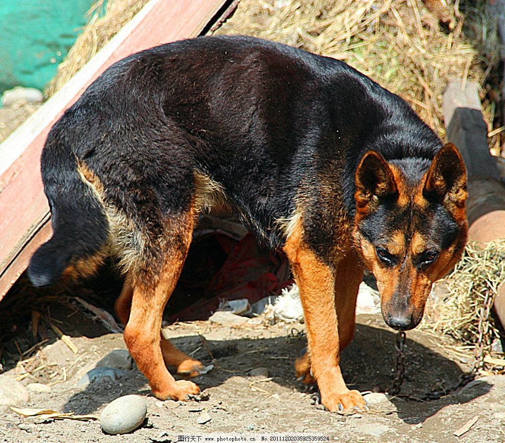 【狼狗摄影图片】狼语犬室生活摄影_继江_太平洋电脑网摄影部落