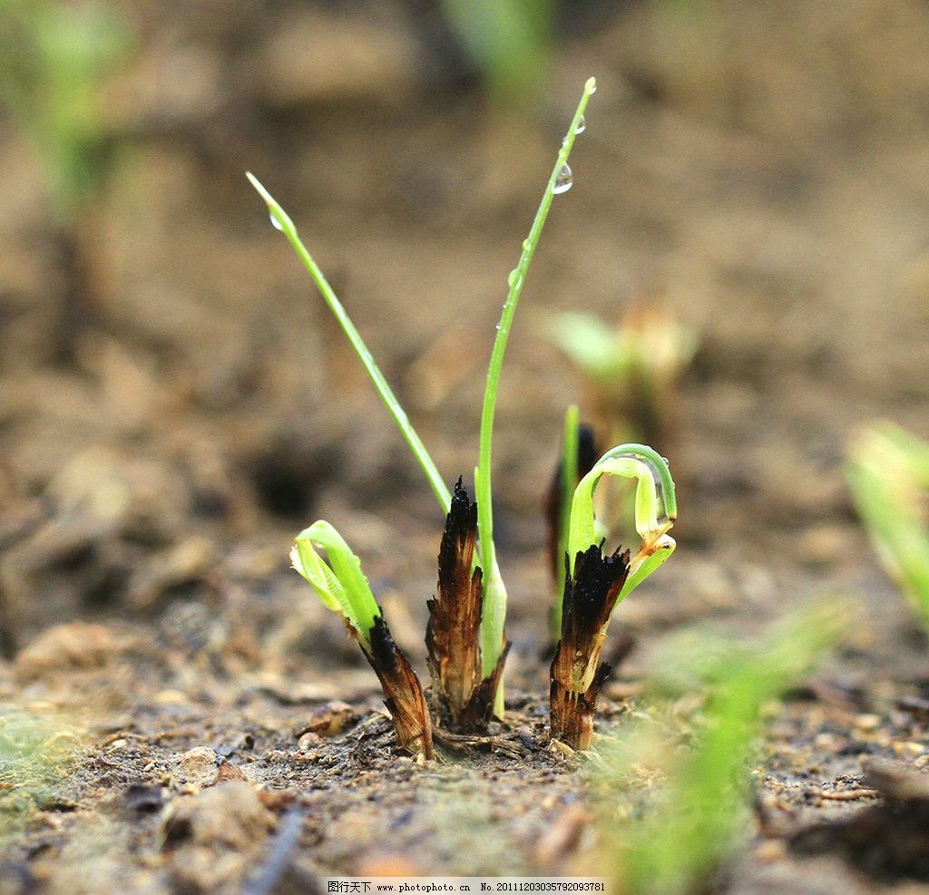野火烧不尽春风吹又生图片
