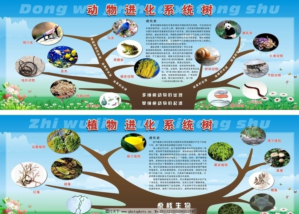生物进化图 动物进化系统树 植物进化系统树 动物 植物 生物 单细胞 多细胞 棘皮动物 软体动物 原生动物 腔肠动物 扁体动物 环节动物 节肢动物 头索动物 哺乳类 进化史 鱼类 线形动物 两栖类 爬行类 鸟类 原核生物 真核生物 细菌 硅藻 褐藻 真菌 藻类 蕨类植物 裸子植物 蓝藻类 红藻 苔藓植物 绿藻 被子植物 蓝天白云 蝴蝶 花 其他设计 广告设计 矢量 CDR