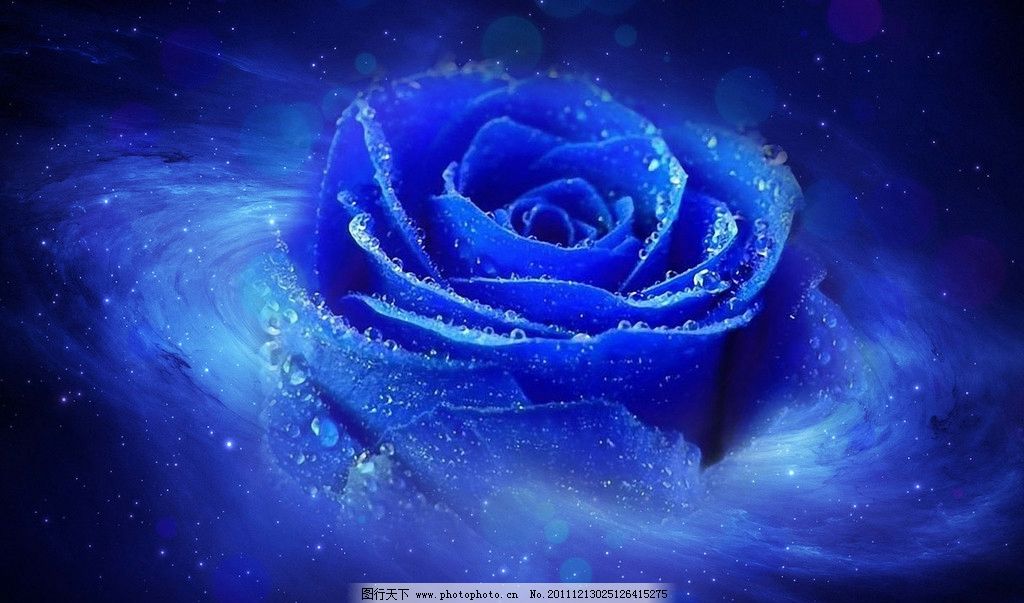 蓝色妖姬 蓝色 玫瑰 背景 花草 生物世界 设计 72dpi jpg