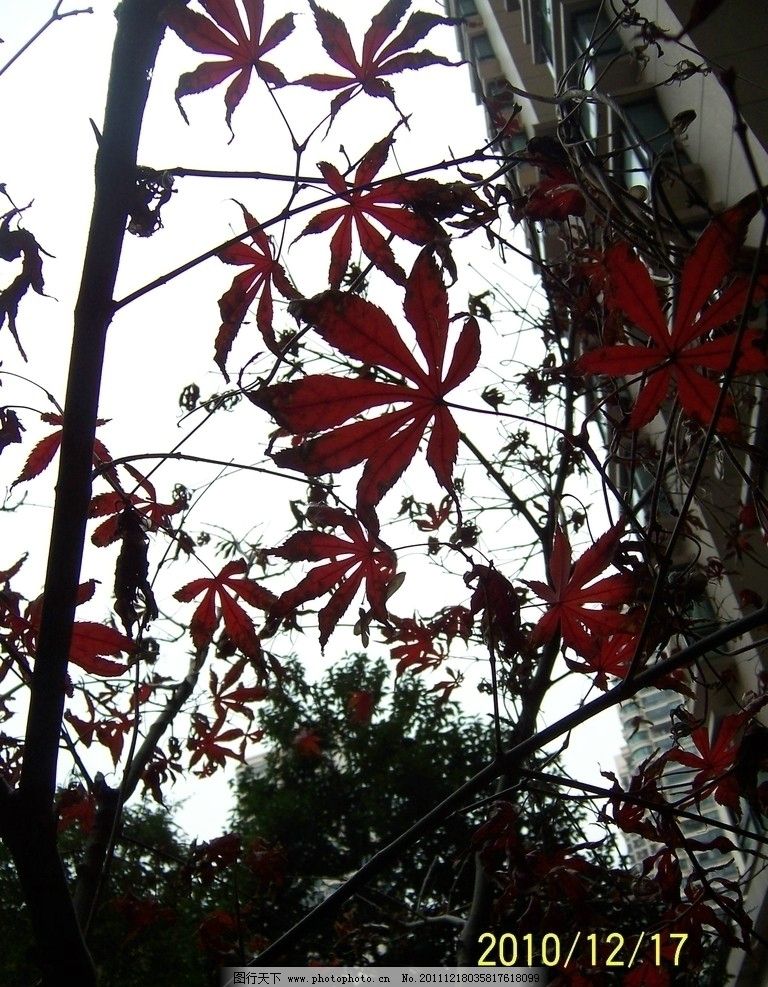 枫叶 冬季 树木树叶 生物世界 摄影 230dpi jpg图片
