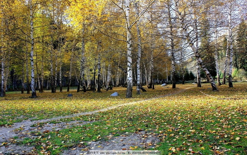 白桦黄叶图片 自然风景 自然景观 图行天下素材网