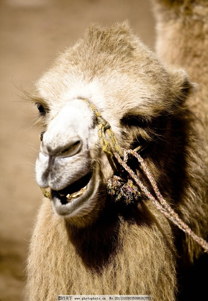 骆驼齿痕照片图片